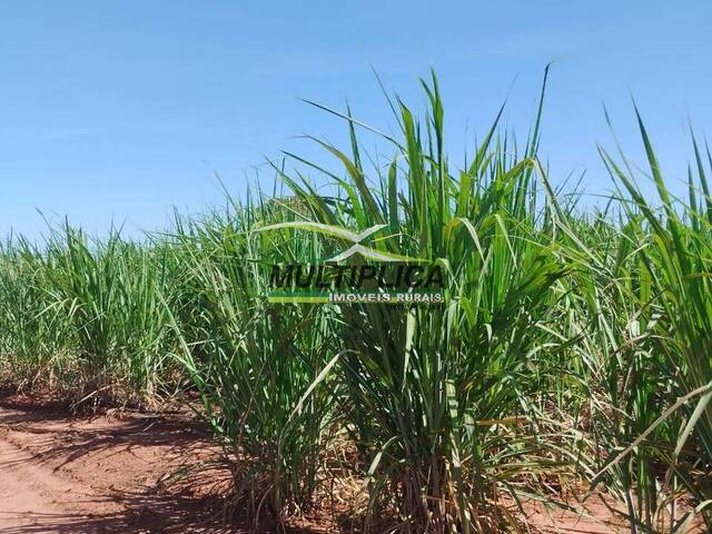 #666 - Fazenda para Venda em Monte Alegre de Minas - MG - 1